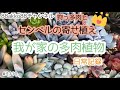 【多肉植物】センペルビウムのハンギング寄せ植えの植え付け と狩っ多肉#2110