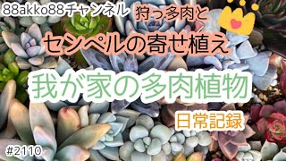 【多肉植物】センペルビウムのハンギング寄せ植えの植え付け と狩っ多肉#2110