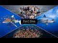 BEST OF RED SEA DIVING