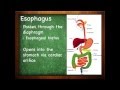 Digestive System Quiz