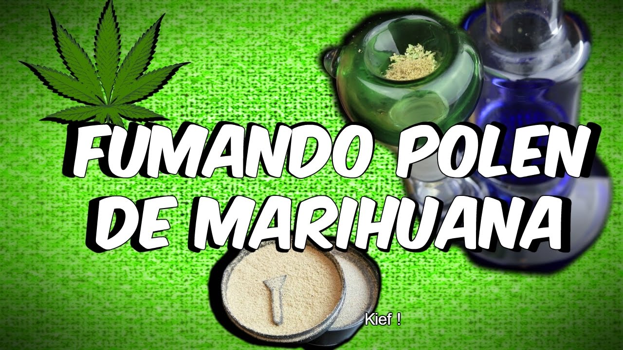 Que es el Kief o polen de Marihuana y como se usa?