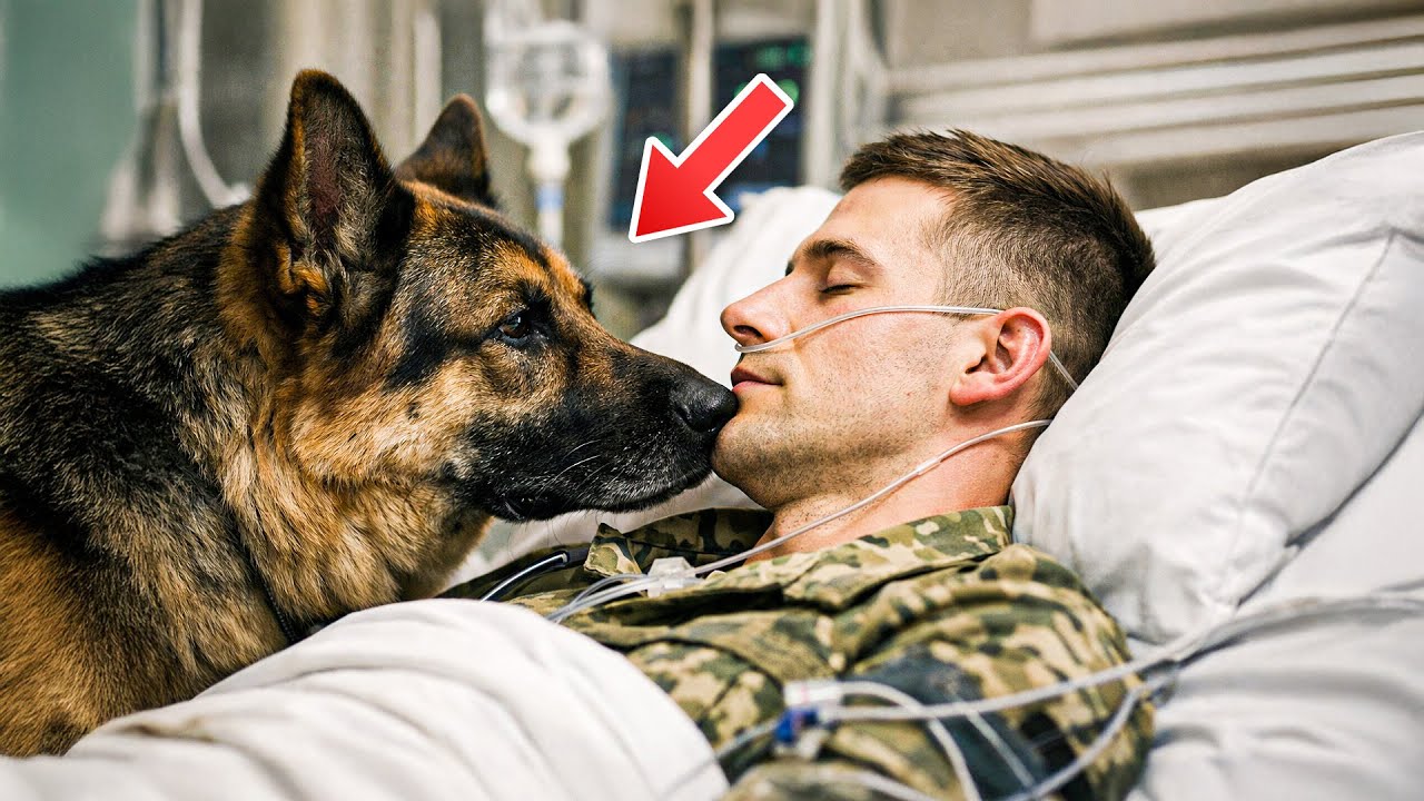 Ein Deutscher Schäferhund besucht einen sterbenden US-Marine – das Ende zerreißt das Herz