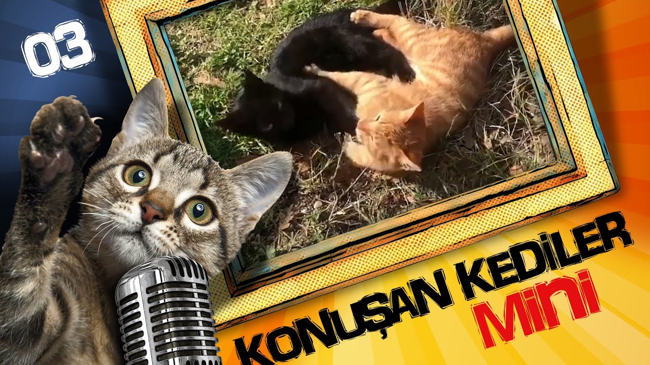 Konusan Kediler 11 En Komik Kedi Videolari Youtube