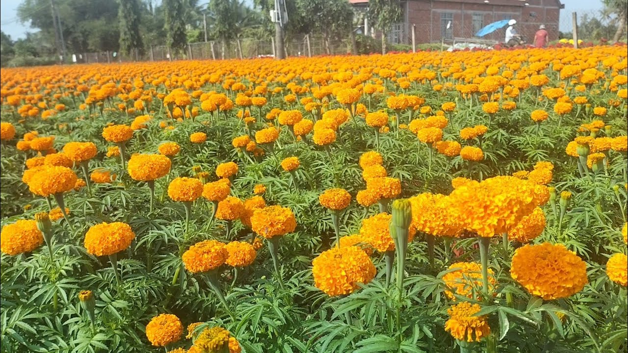 Vạn Thọ B1,09(17/12) #hoakiengbentre #flowers #garden #vantho #bentre #maichau #lamvuon #gardening