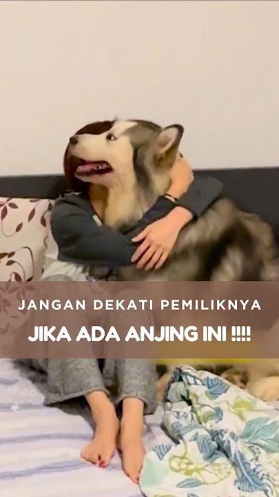 Anjing Peliharaan Selalu Melindungi Pemiliknya #shorts