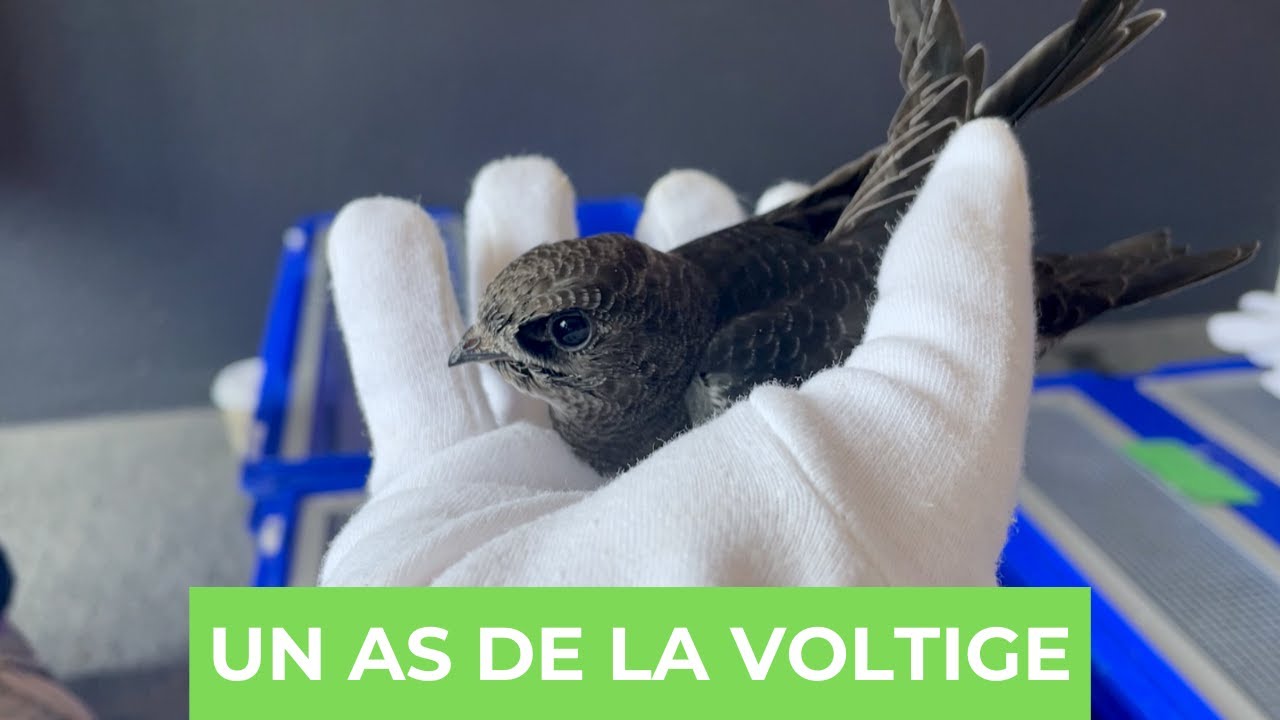 Rencontre avec le martinet noir - Genève grandeur nature