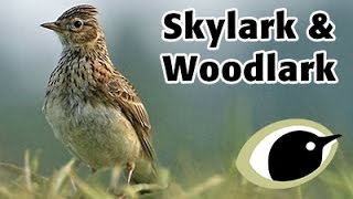 BTO Bird ID  Skylark & Woodlark