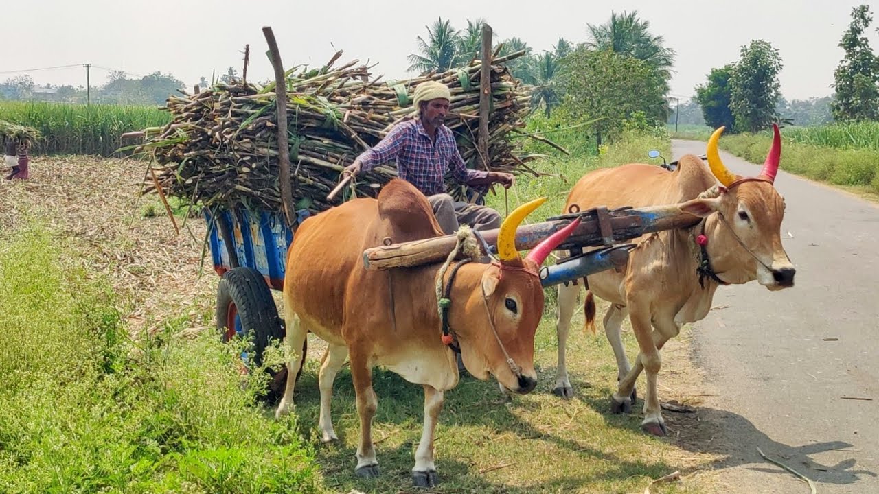 New Bullock Cart Heavy Load Mud Stuck in Riding \\ Eddulu Video