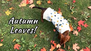 Mini Dachshund Puppy Loves Playing With Autumn Leaves