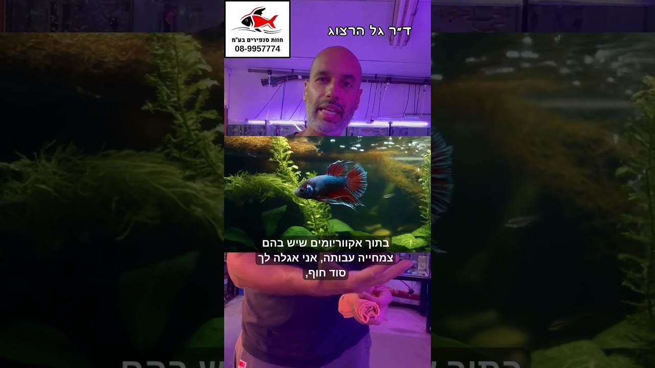 אז מה הסיפור עם כל הלבד הזה של דג הקרב? 08-9957774