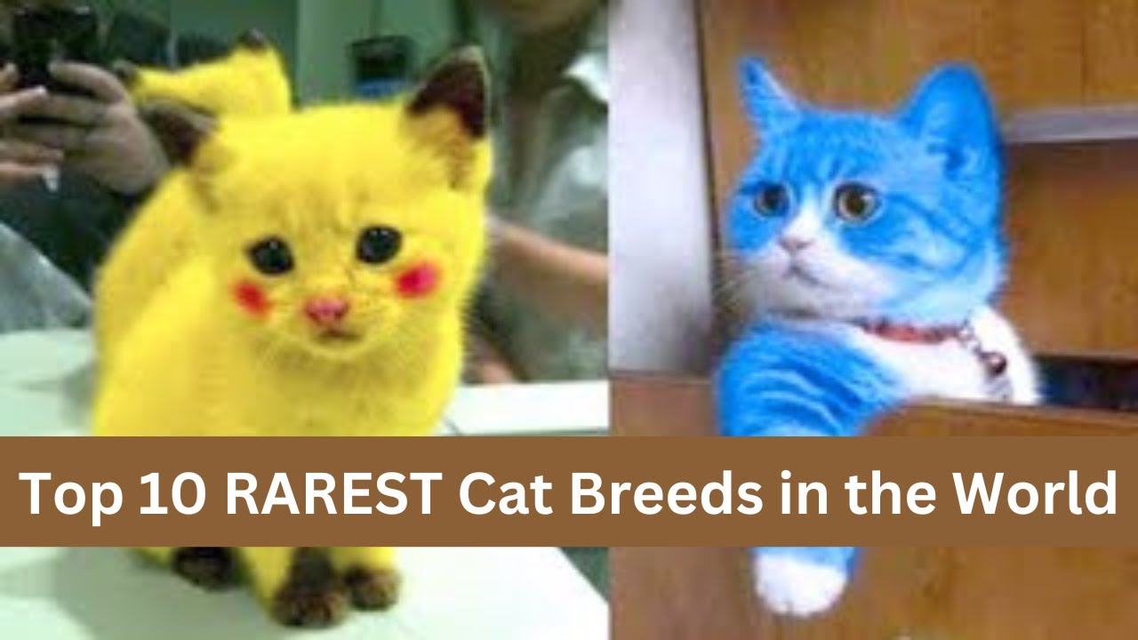 Top 10 RAREST Cat Breeds in the World - YouTube