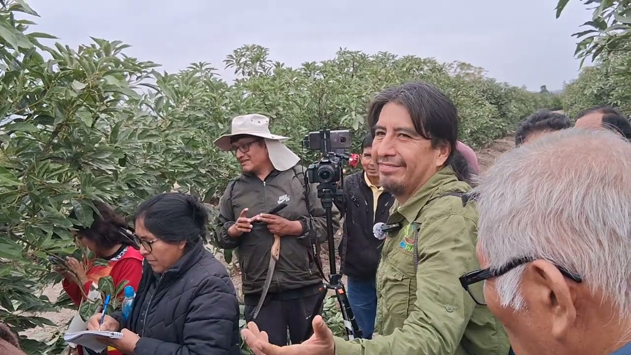 Visita de campo 6 (Taller de cultivo de palto - Cañete Perú)