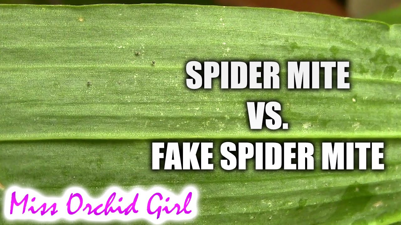 Spider mite Vs. False spider mite - How to tell the difference
