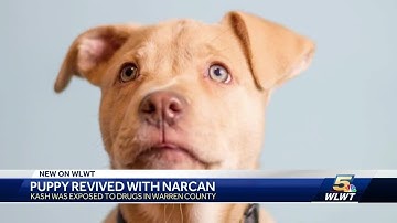 Puppy revived with Narcan after being exposed to drugs needs new home