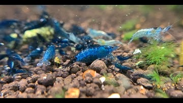 Kinh nghiệm chăm sóc hồ tép bất tử, tép đẻ ngập bể chỉ từ 10 con giống