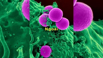 Hiểu về nhiễm trùng tụ cầu: Nguyên nhân, triệu chứng và phòng ngừa