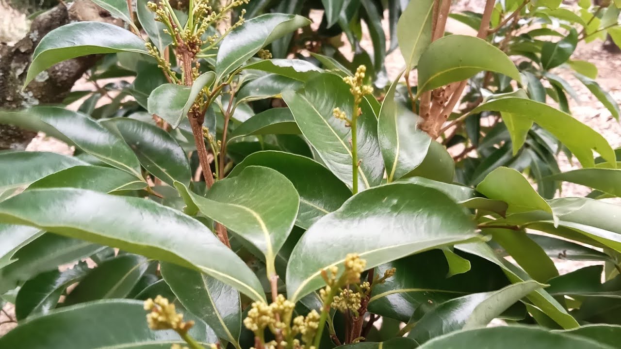 Một vườn vải ngọt trên đồi cao đã có hoa 80%