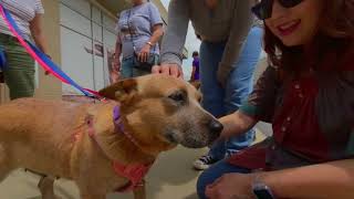 The Adoptable Dogs Of Paw May 2023 3D 180 Vr