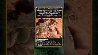 WHY TURKEY VULTURES PLAY THANATOSIS