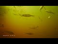 Подводная охота Рефтинская ГРЭС(не редактированное видео)