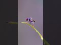 รักความสะอาดอย่างจริงจัง 😂 #แมลงวันดอกไม้ #hoverfly  #แมลงในธรรมชาติ #cutest #naturelovers