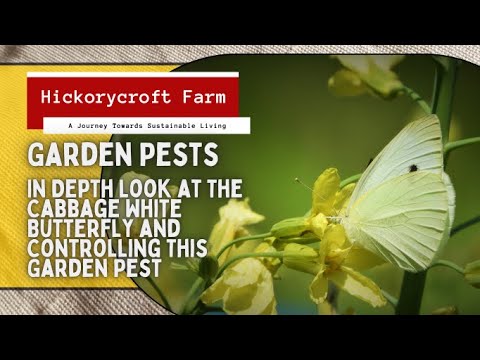 Video: Cabbage White - A Garden Pest