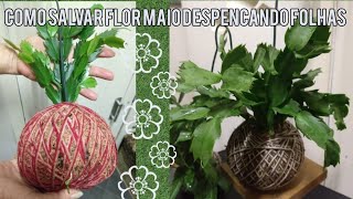 Como Salvar a Sua Flor de Maio que Esta Despencando Folhas