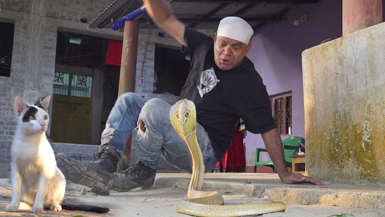 Cat vs Snake 😱 बिल्ली और सांप की जबरदस्त लड़ाई