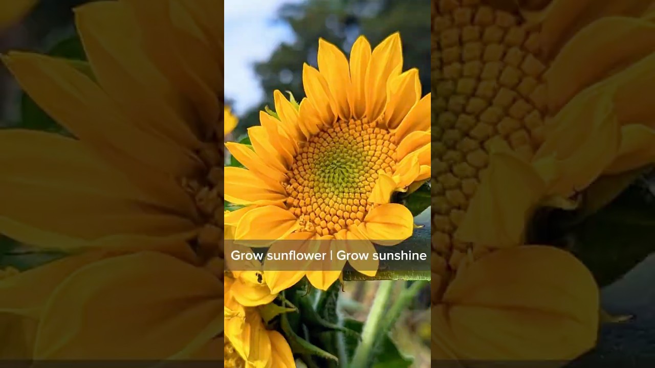 This plant thinks its the sun😂. Grow sunflower at home 