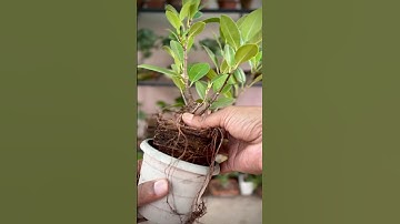 Creating a Ficus Mame Bonsai