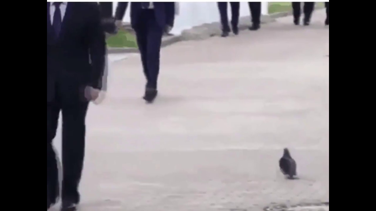 putin, pigeon, meme, salutes putin, lol, funny putin memes, funny videos, f...