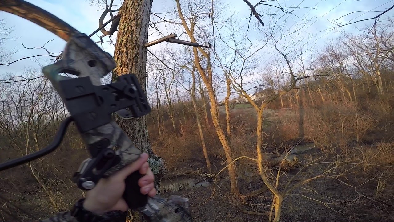 Squirrel Hunting Broadheads at Strong blog