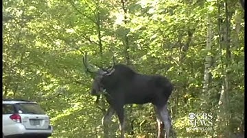 Watch: Deranged moose attacks Vt. man