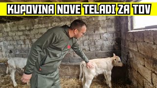 OTIŠLI SMO PO JEDNO, A KUPILI TRI TELETA !!