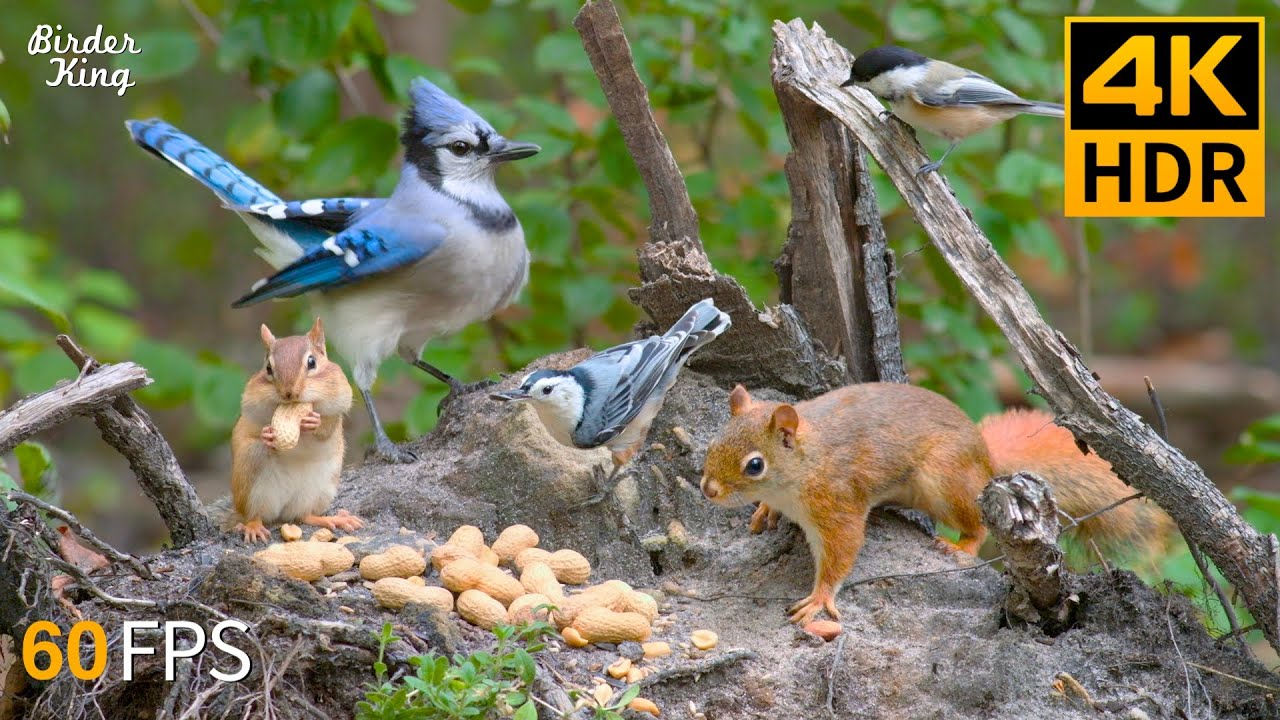 Cat TV 😺 Captivating Squirrels and Birds for Pets to Observe 🐿 Cat Games 4K HDR