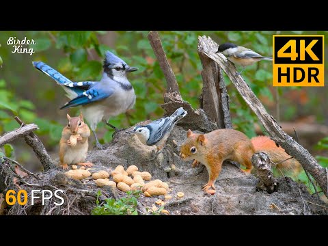 Cat TV 😺 Captivating Squirrels and Birds for Pets to Observe 🐿 Cat Games 4K HDR