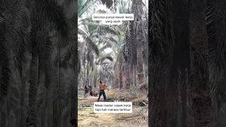 Punya kawan kerja yang asyik itu seru #kerjasawit #rekankerja #kulisawit