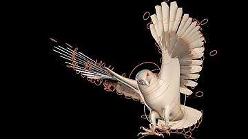 Bird Rigging Demo by Shuva Shakya | Student Demo Reel