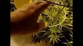 Qleaner Grow Staring Flower