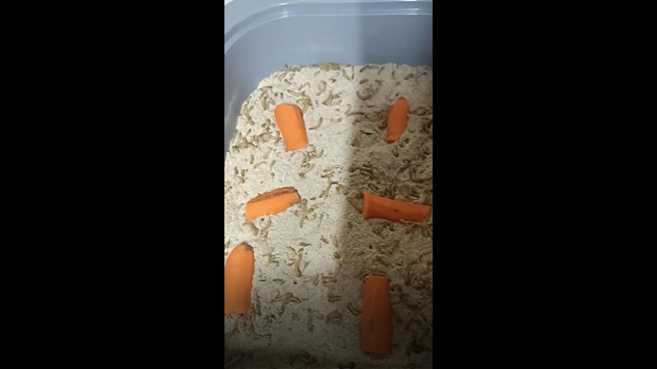 UN KURDU VE MORİO KURDU YATAK  YAPIMI.