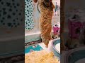 طرقه عمل البانيه المقرمش