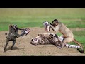 Unbelievable Monkey Save Fail From Leopard Hunting! Mother Monkey Hold Baby One Week
