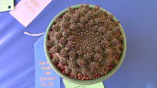 San Diego Cactus & Succulent Society Winter Show 2024 Pt. 3/4