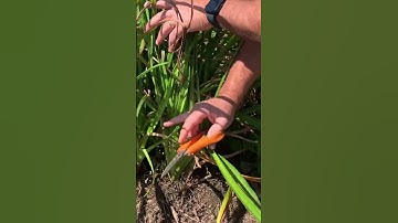 When is the Right Time to Prune Daylilies? #daylilies #garden #daylily #oakesdaylilies