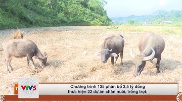[TIẾNG TÀY] NHÌN LẠI CÔNG TÁC GIẢM NGHÈO Ở BA BỂ | VTV5