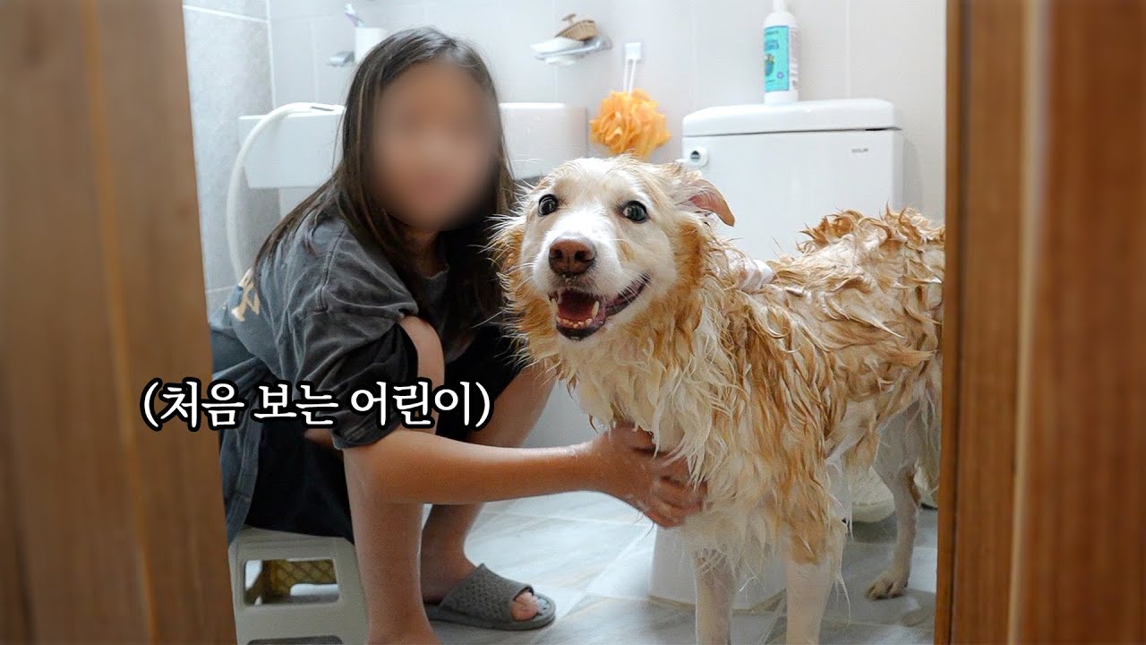 대형견 꼭 키우고싶다는 초등학생에게 가을이를 하루 빌려줘봤더니 ㅋㅋㅋㅋㅋ