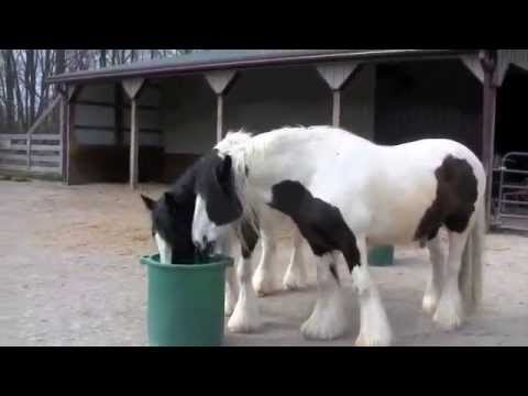 Gypsy Vanners Trelayne and Lace with their Porta Grazers 