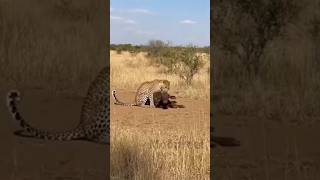 Leopard Made a HUGE Mistake! Brave Buffalo Fights to Save Her Baby 🐆🐃