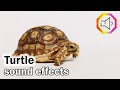 Turtle Sound Effects Turtle Sounds Turtle Moaning Hisses 