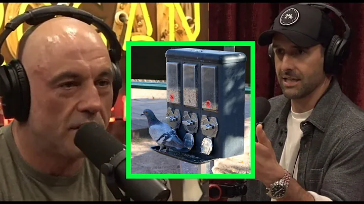 Joe Rogan SHOCKED after knowing about the PIGEON Gambler